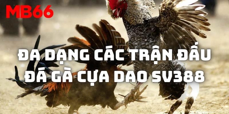 Đa dạng các trận đấu chọi kê được phát trực tiếp